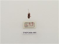 藏品(半翅目(2))的圖片